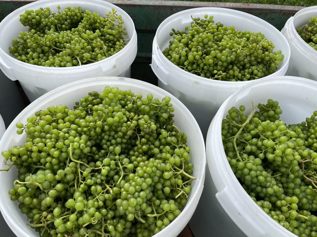 Green grapes in white plastic containers