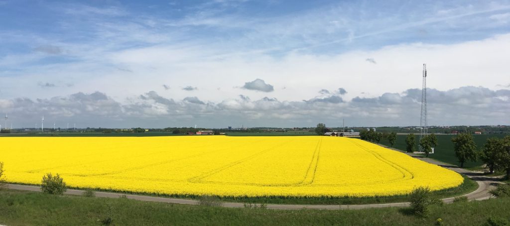 Yellow canola field in rural setting.