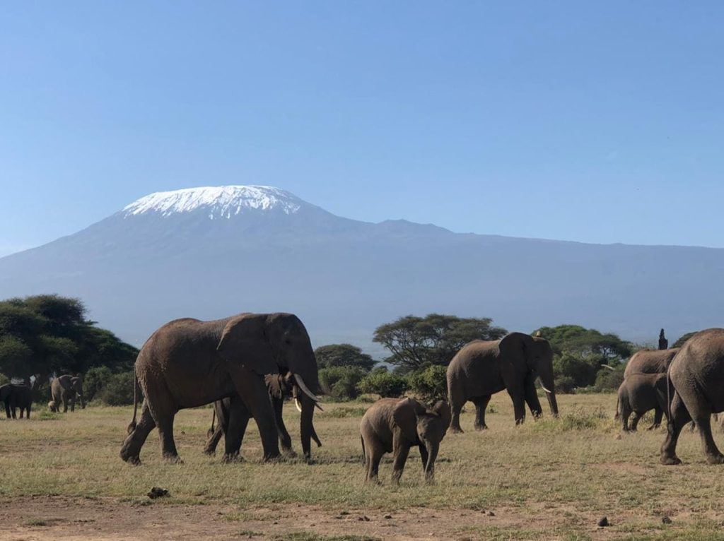 Elephants with snow capped mountain in the background