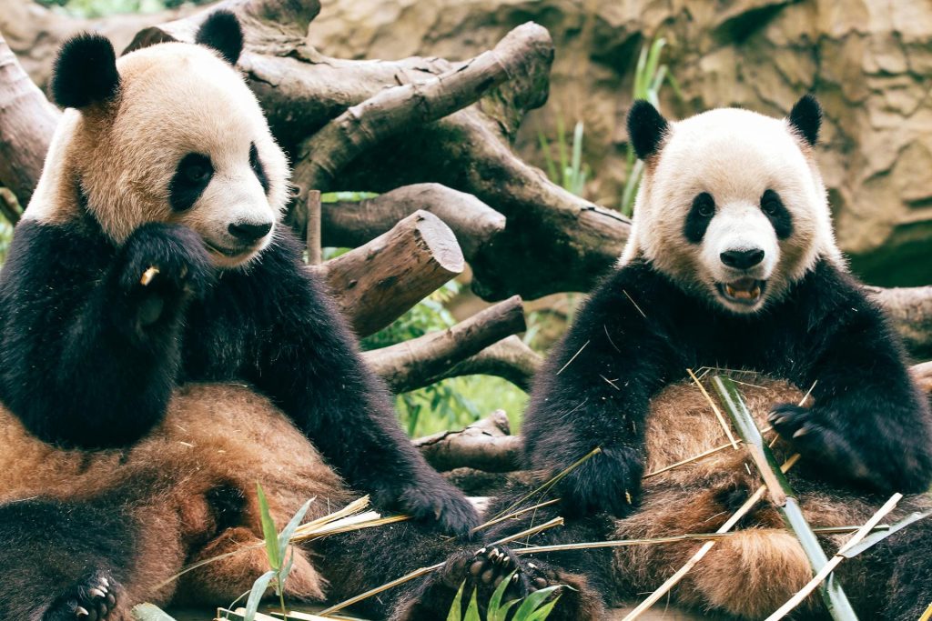 Two pandas eating bamboo