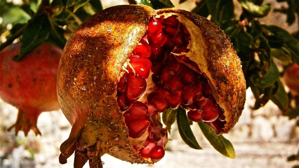 A pomegranate fruit cut open on the tree