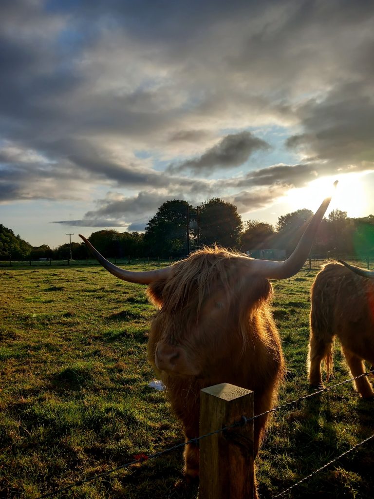 A highland cow with tusks