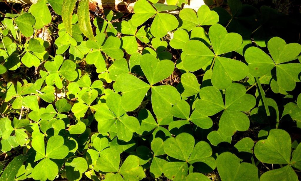 A bed of three-leaf clover