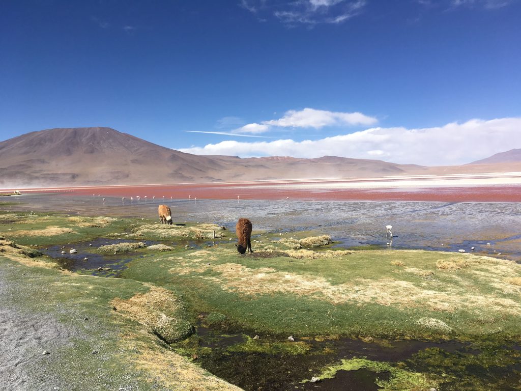 Lake with alpaca grazing near the shore