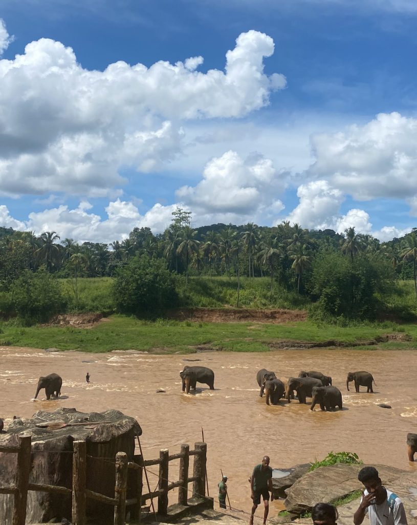 Elephants bathing in a river with people on land