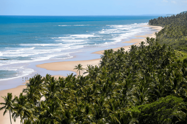 Beach and waves with palm trees lining the sand
