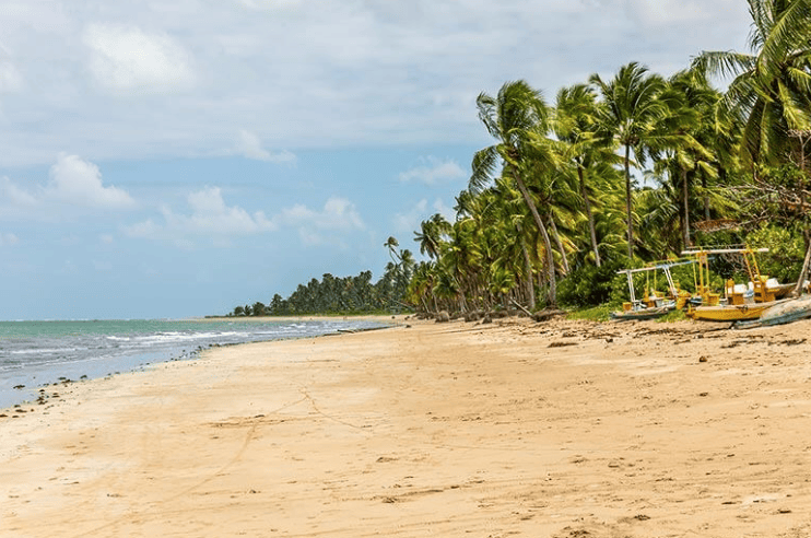 Empty beach with palm trees along it
