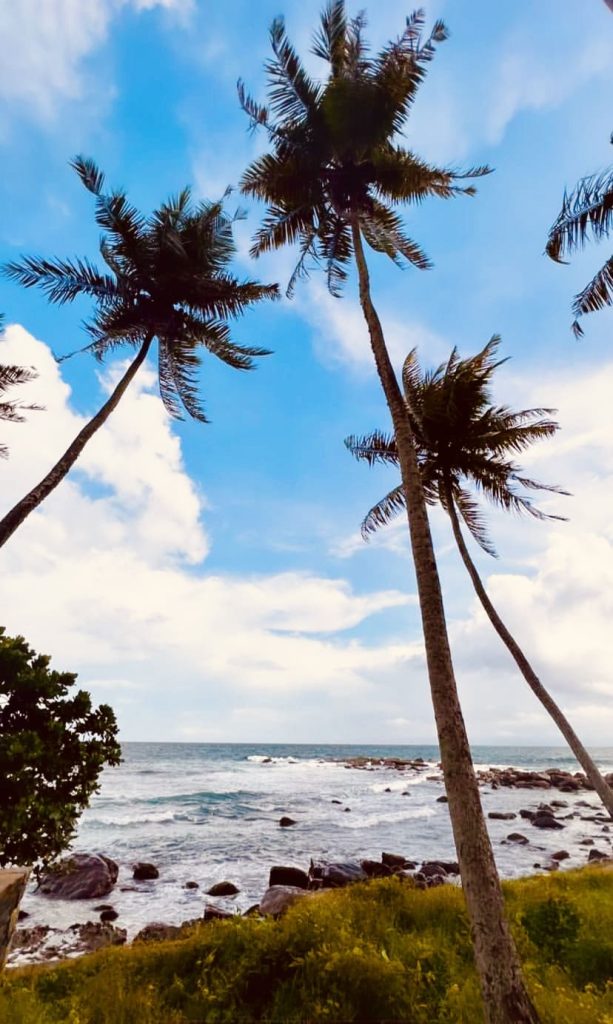 Palm trees swaying over a rocky beach