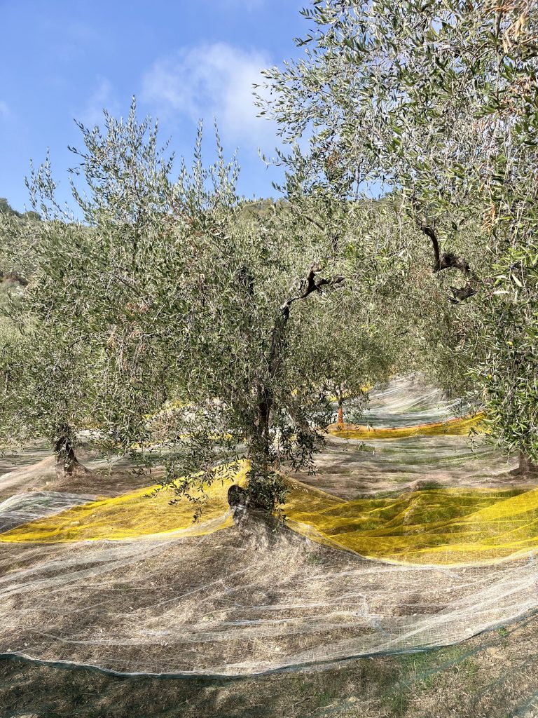 Big white and yellow nets under olive trees