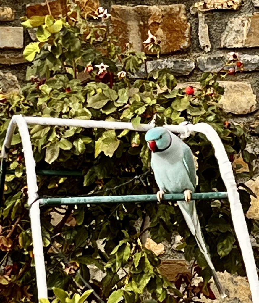 Parrot sitting on a metal rod next to stone wall