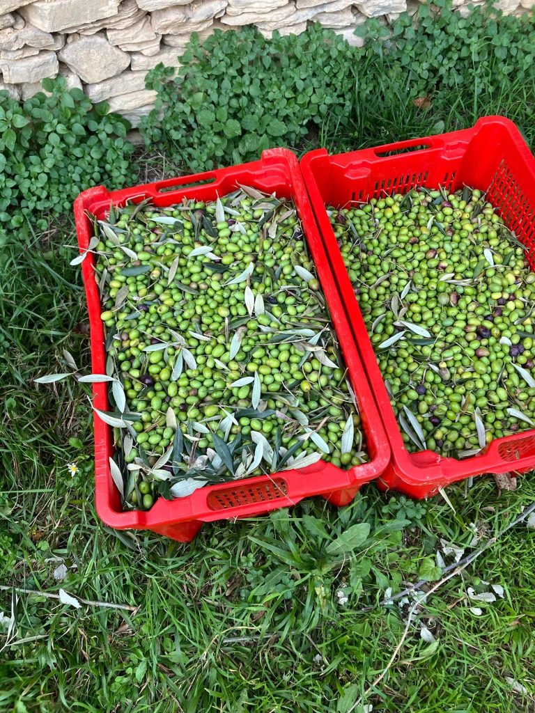 Two red crates with newly harvested olives