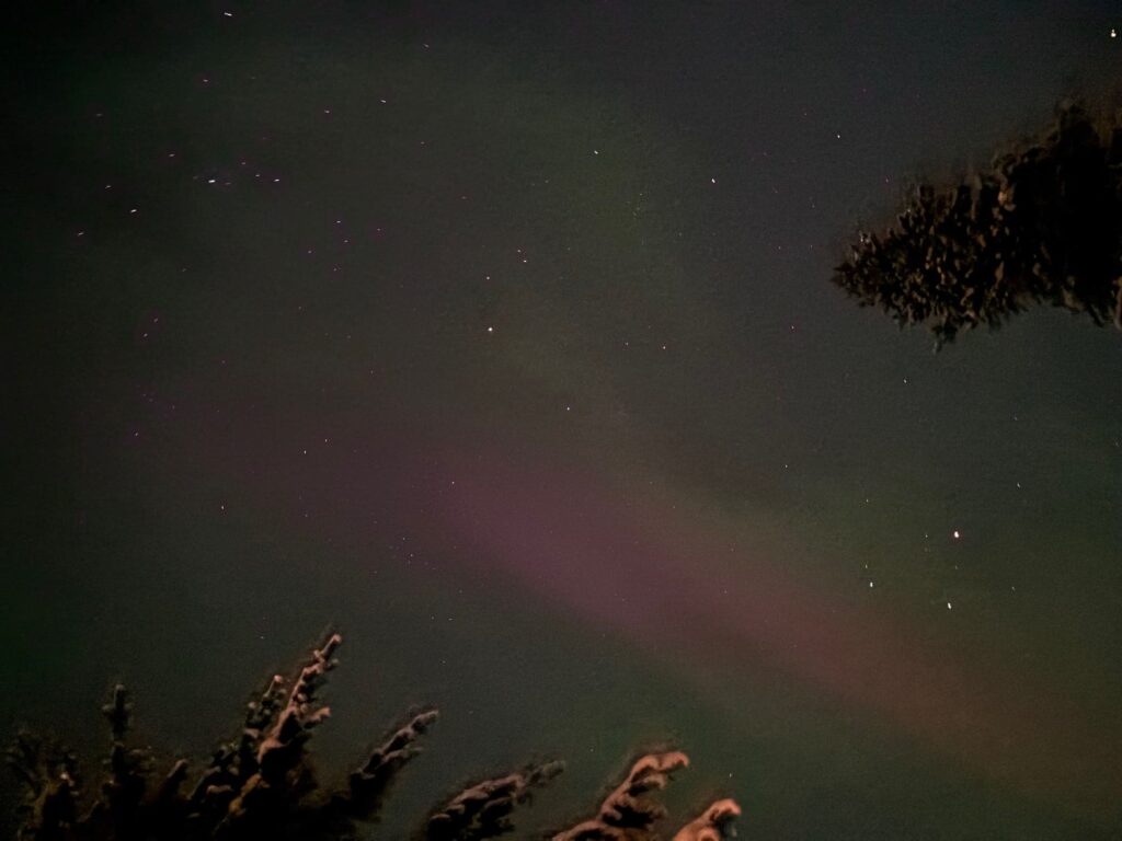 Northern lights in forest setting