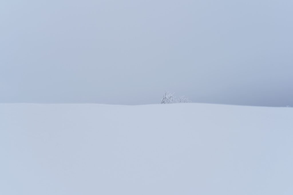 A lone tree in snow landscape