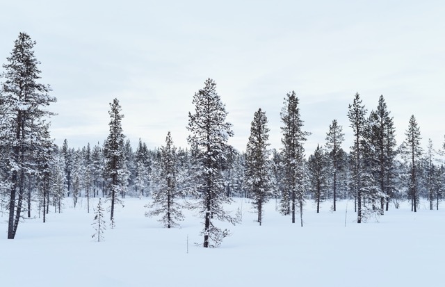 Snow covered trees in winter landscape