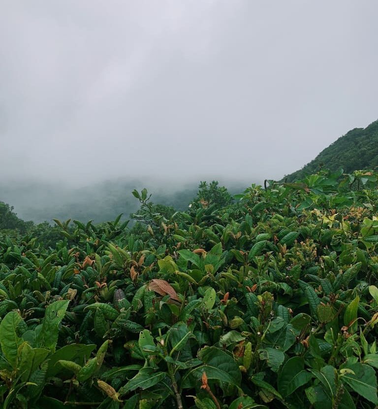 Fog on a green covered mountainside