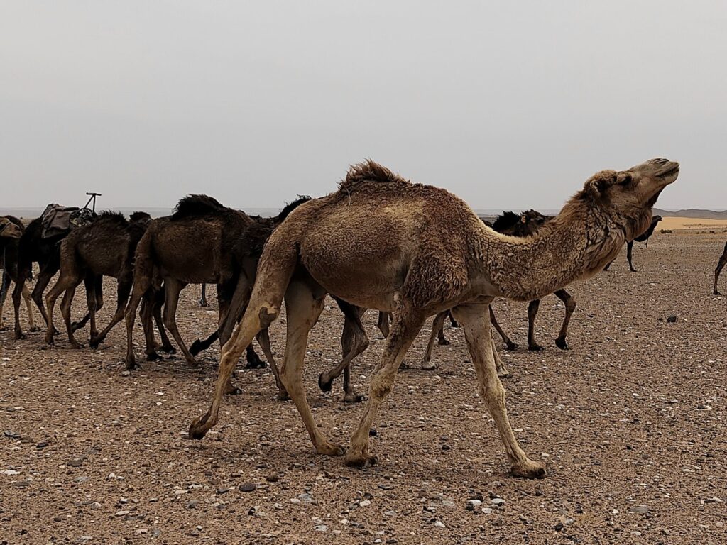Group of dromedaries in desert