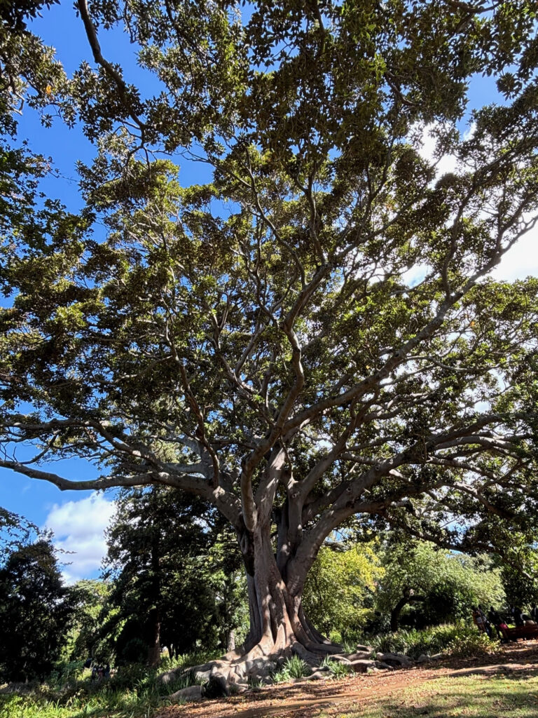 Huge fig tree in garden setting