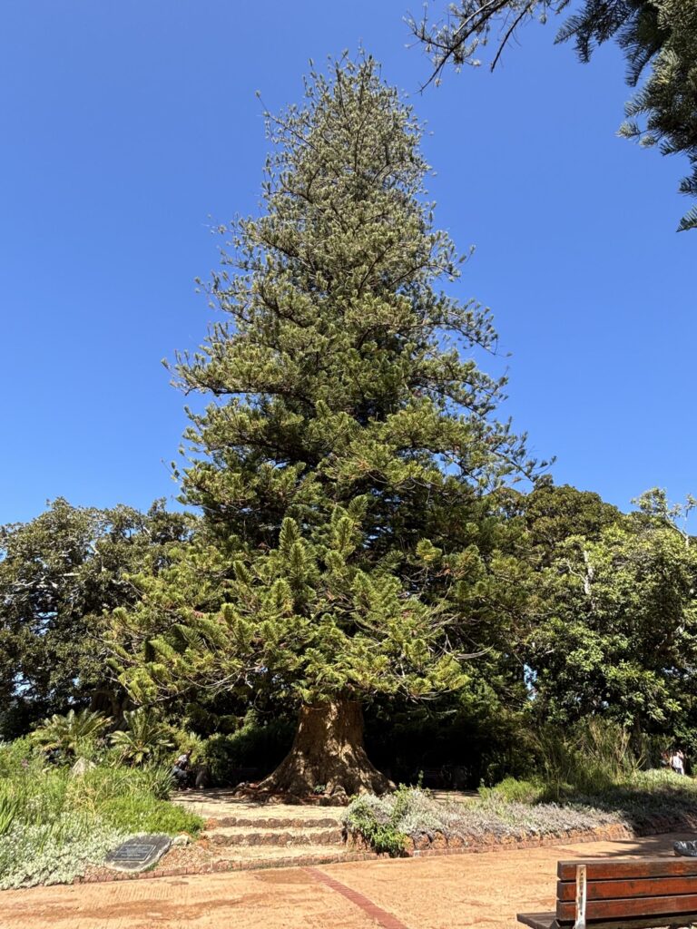 Tall tree in garden setting