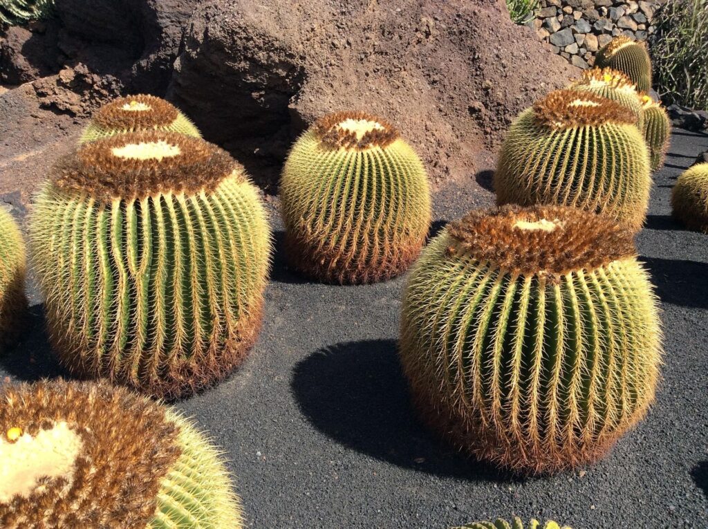 Round cacti in stony landscape