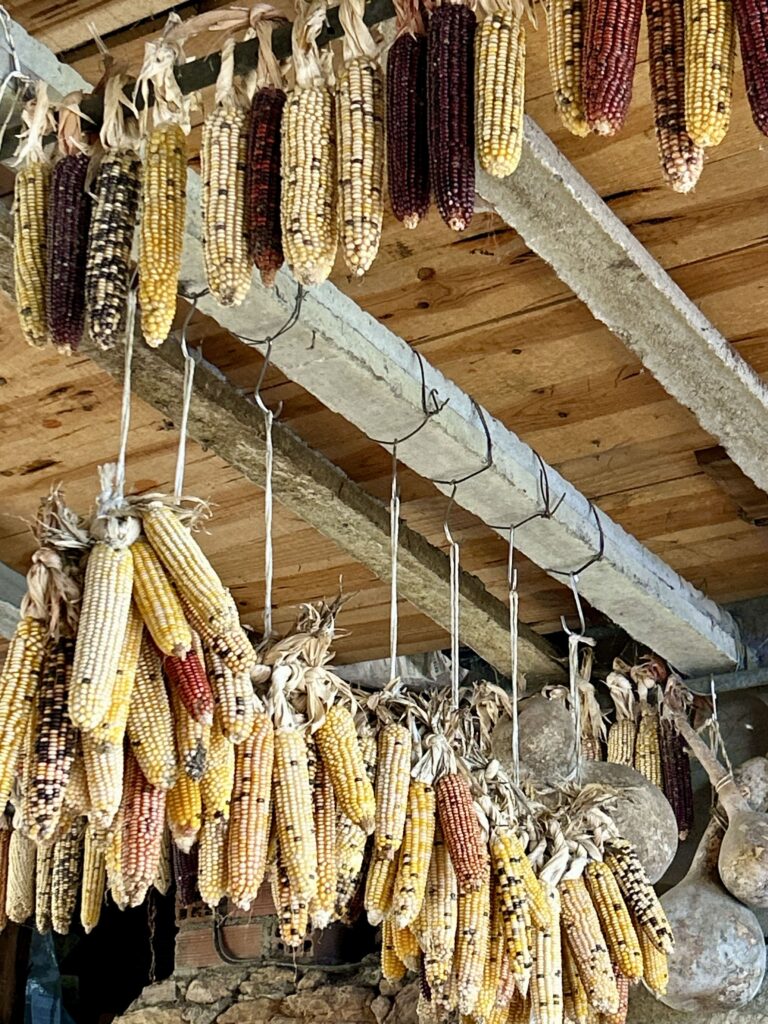 Dried corn hanging from the ceiling