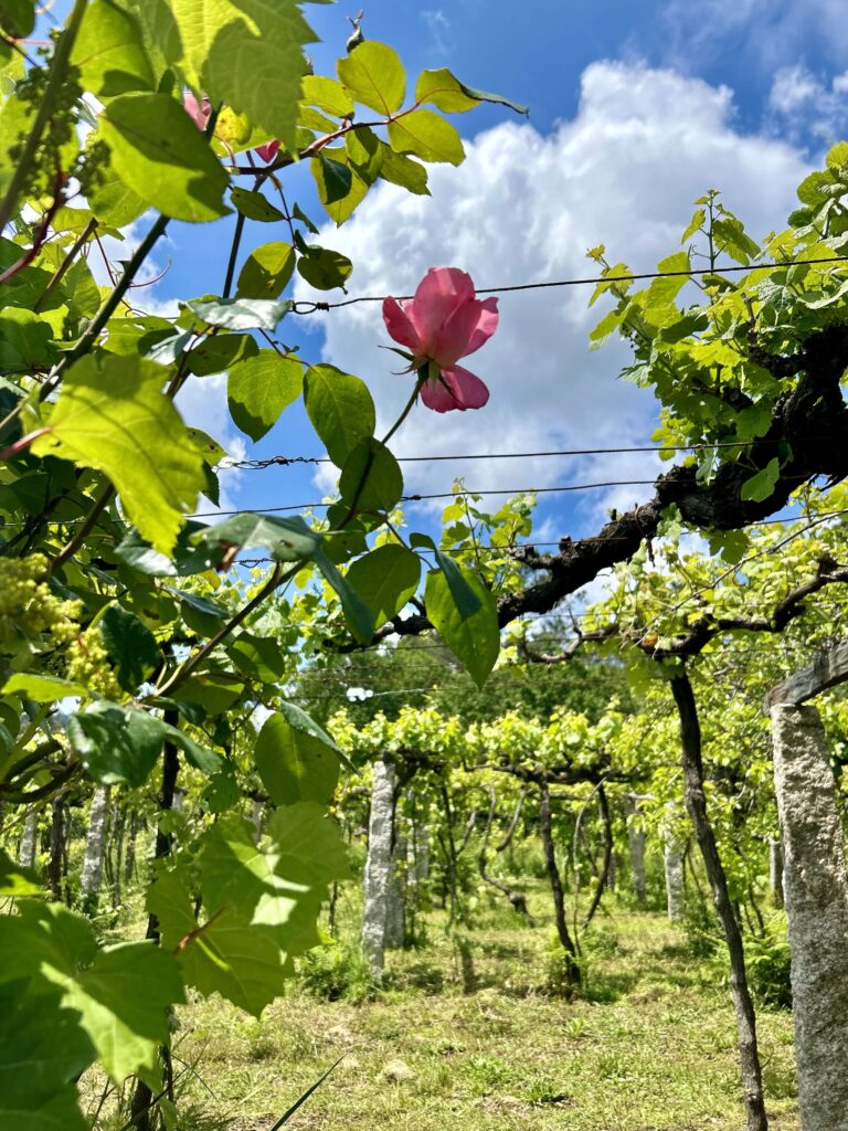 Rows of vines