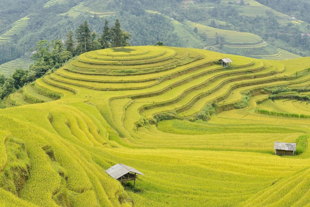 Terraced rice fields in mountain setting.