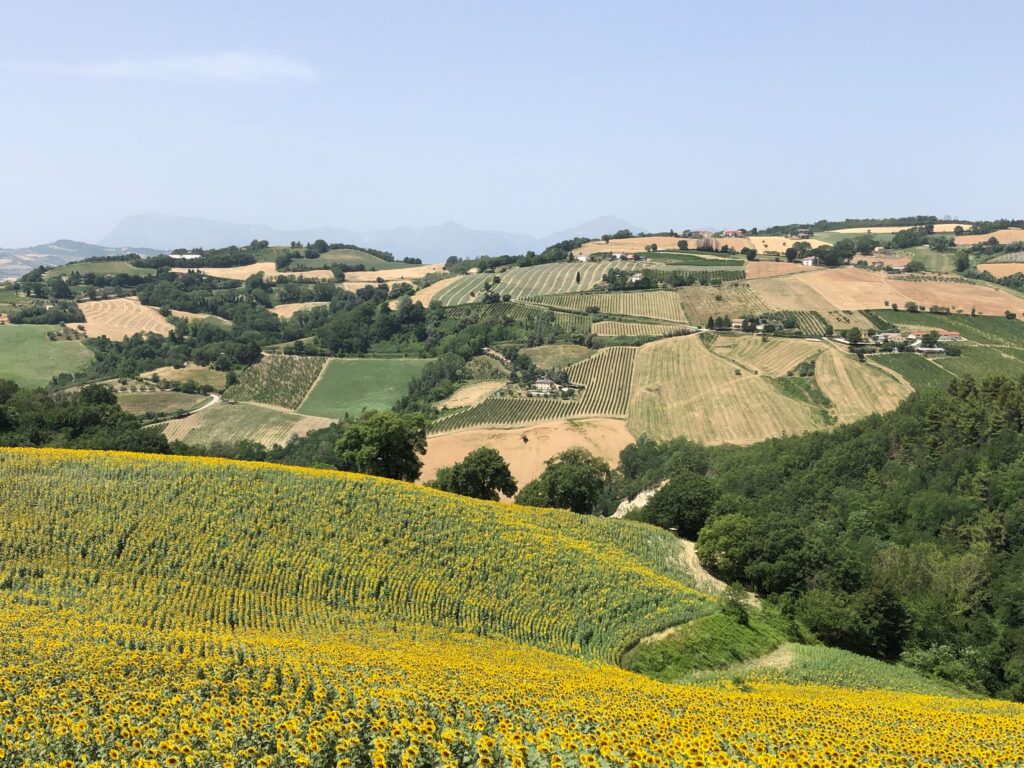 Sun flower fields in hilly landscape
