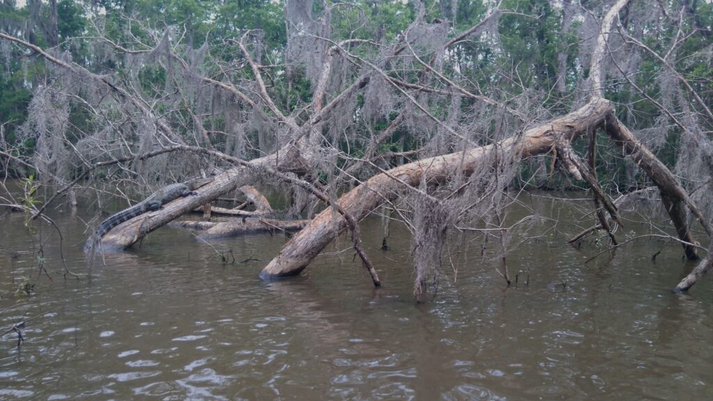 Alligator on a branch sticking out of murky water