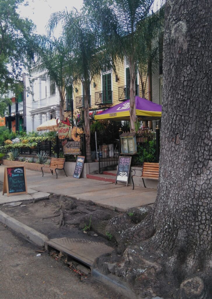Large tree on the pavement with roots sticking out.