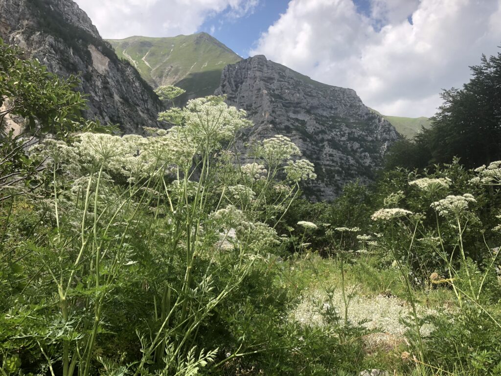 White flowers in mountain landscape