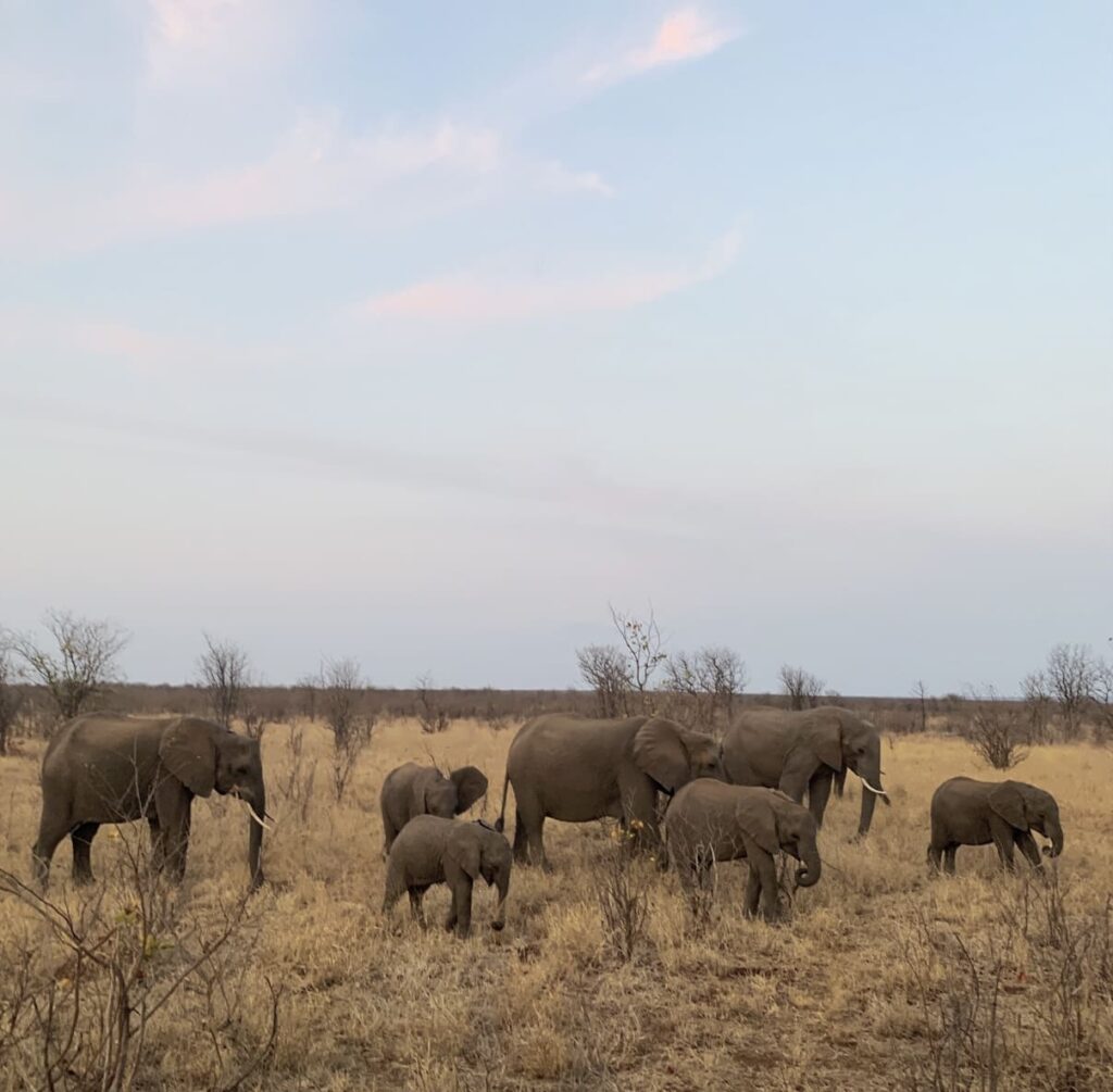 Herd of elephants of all ages