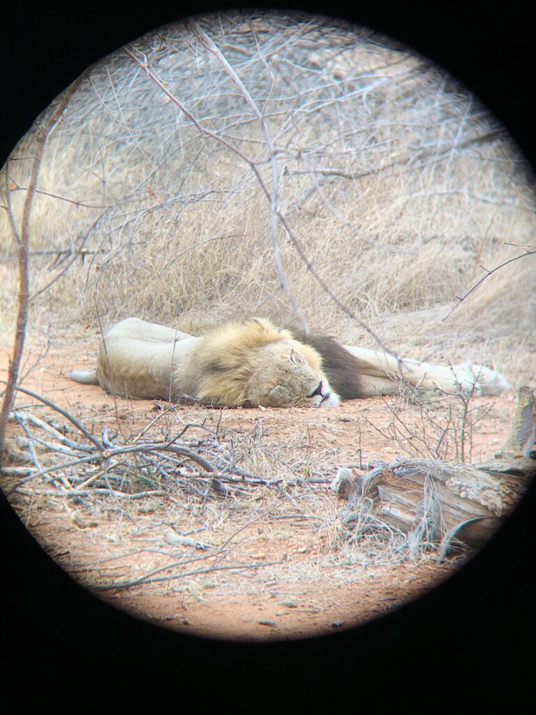 A male lion captured through the lens of binoculars