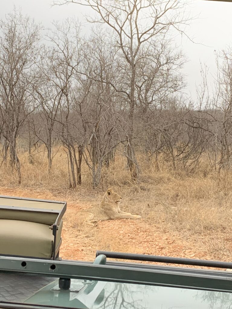 Lioness resting on the ground close to a safari vehicle