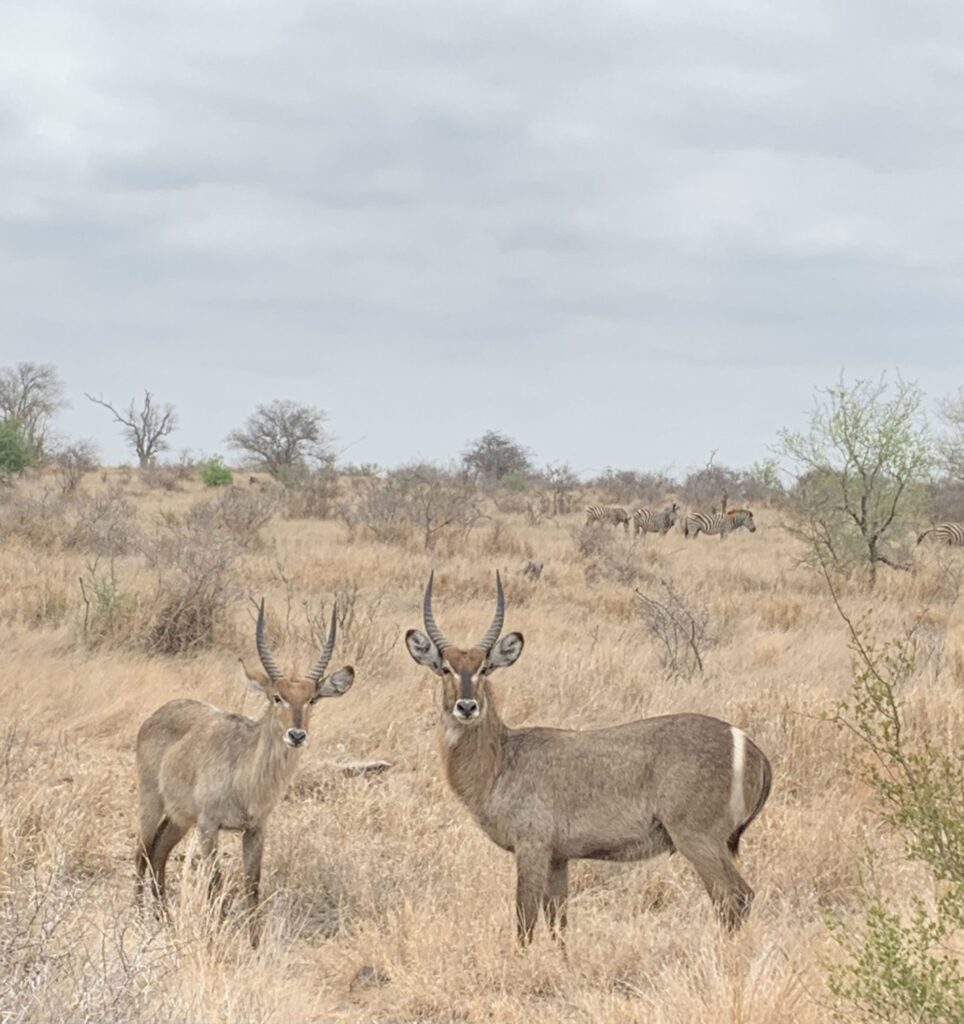 A pair of waterbuck seen from a car in game reserve