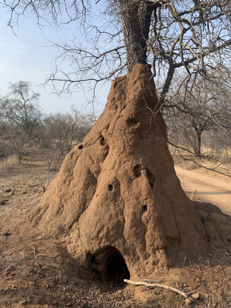 Termite mound by a tree