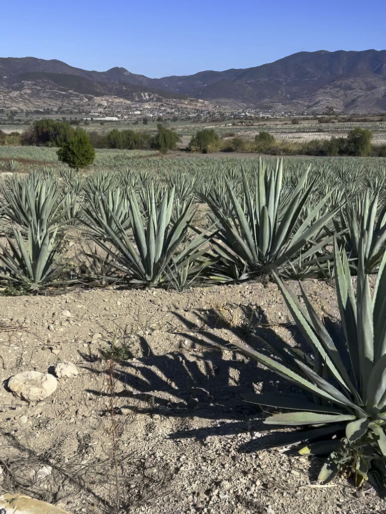 Agave plantation with mountains in the horizon