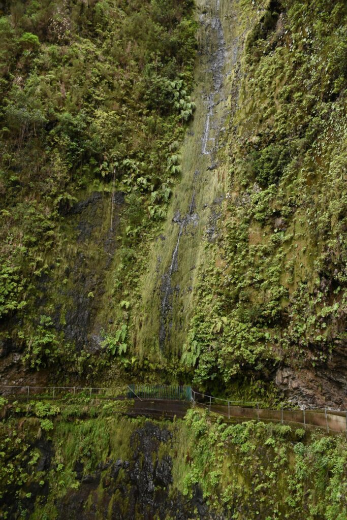 A basalt rock with dense vegetation alongside a trail