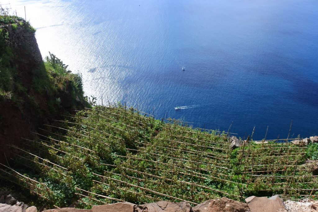 Plantations on cliff side with ocean view