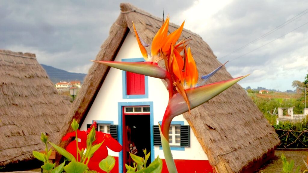 Blooming flower in front of a house