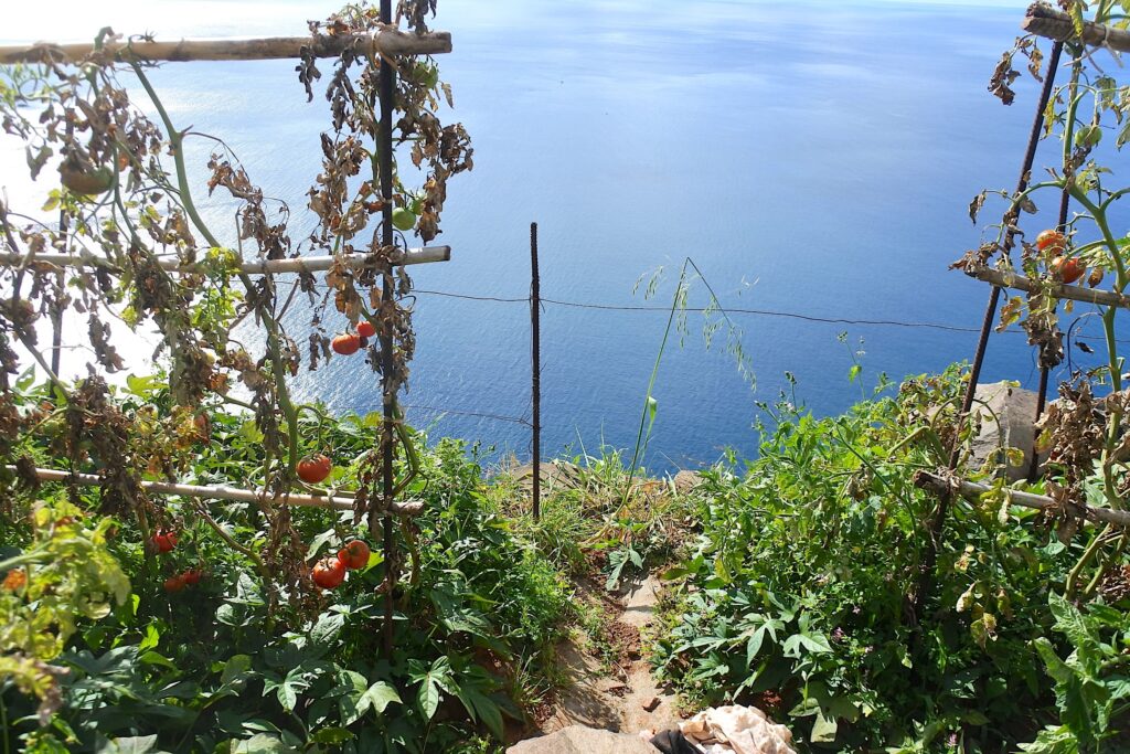 Tomato plantation on cliffs overlooking the sea