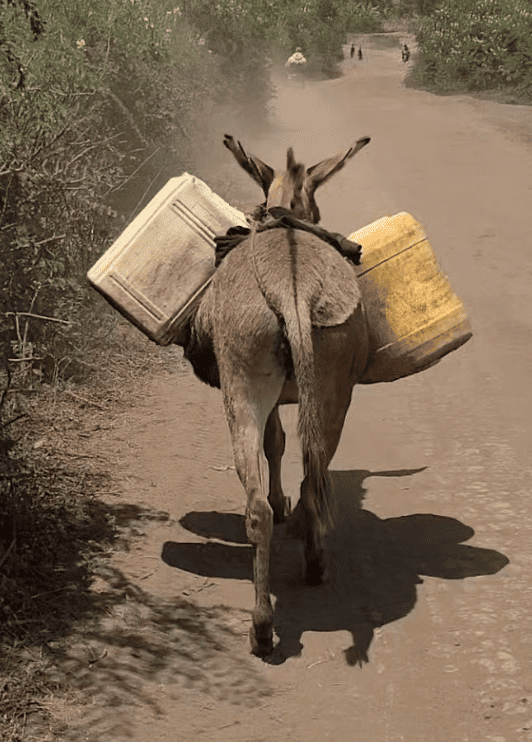 Donkey walking on road with two plastic containers on either side of its back