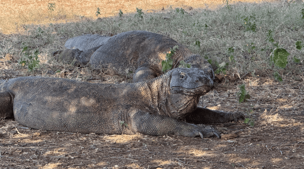 Two Komodo Dragons lying in the grass