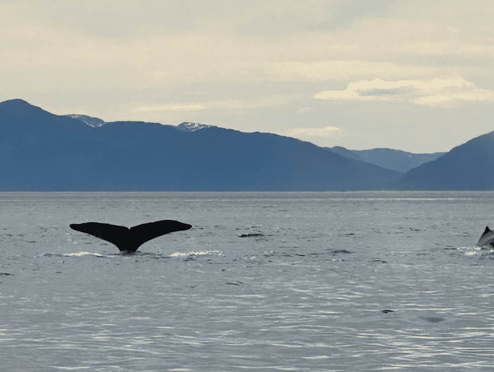 Fin of humpback whale just above the water surface