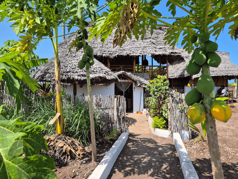 Thatched roof house with papayas in the garden