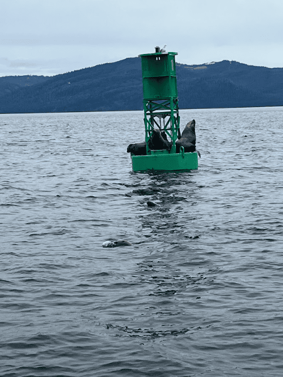 Sea lions hanging onto a green buoy