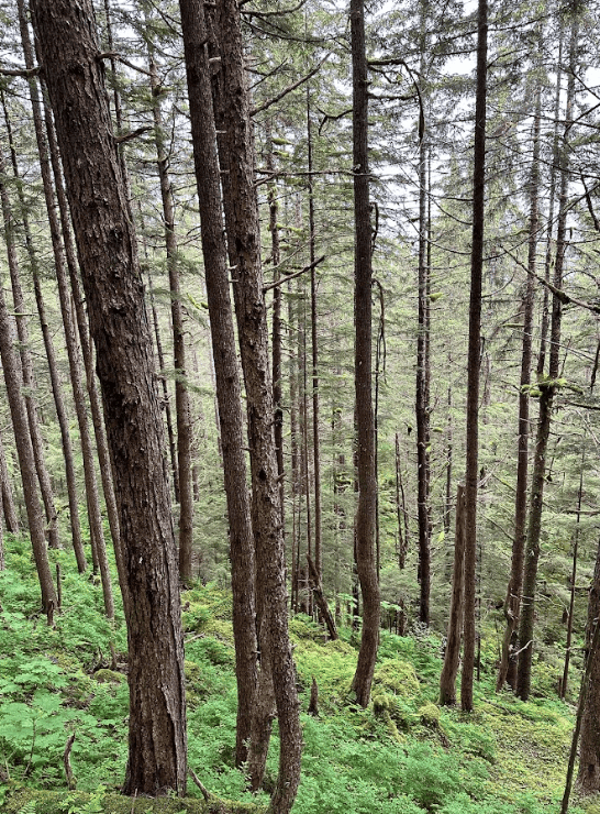 Forest