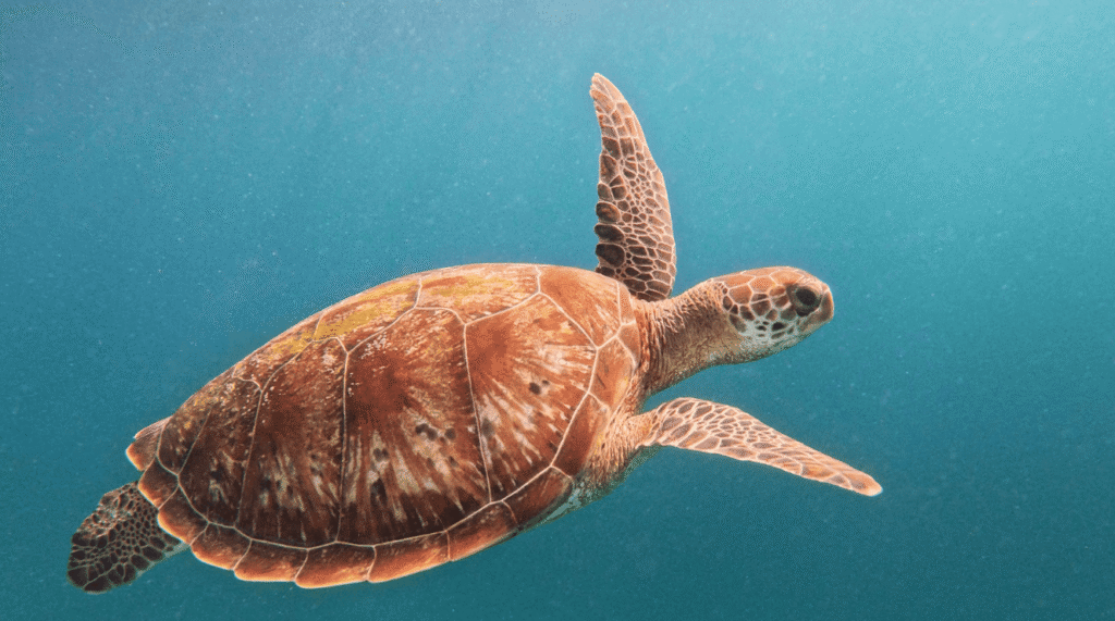 Sea turtle swimming in ocean