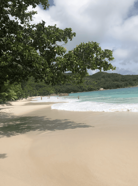 White sand beach with forest growing near shoreline