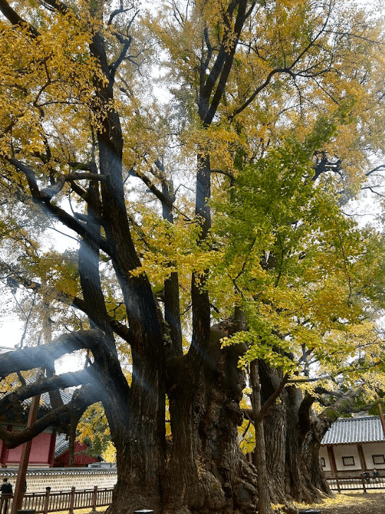 Large trees with yellow and green leaves