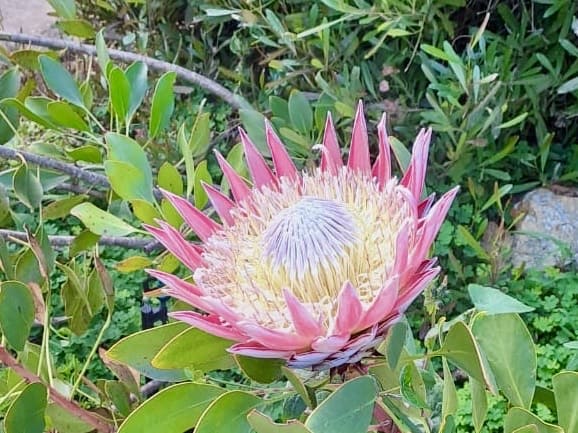 Pink flower in bushes